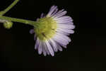 Daisy fleabane